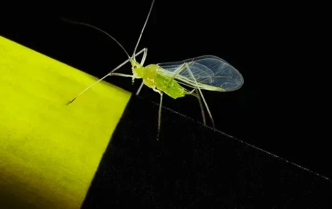aphids.webp