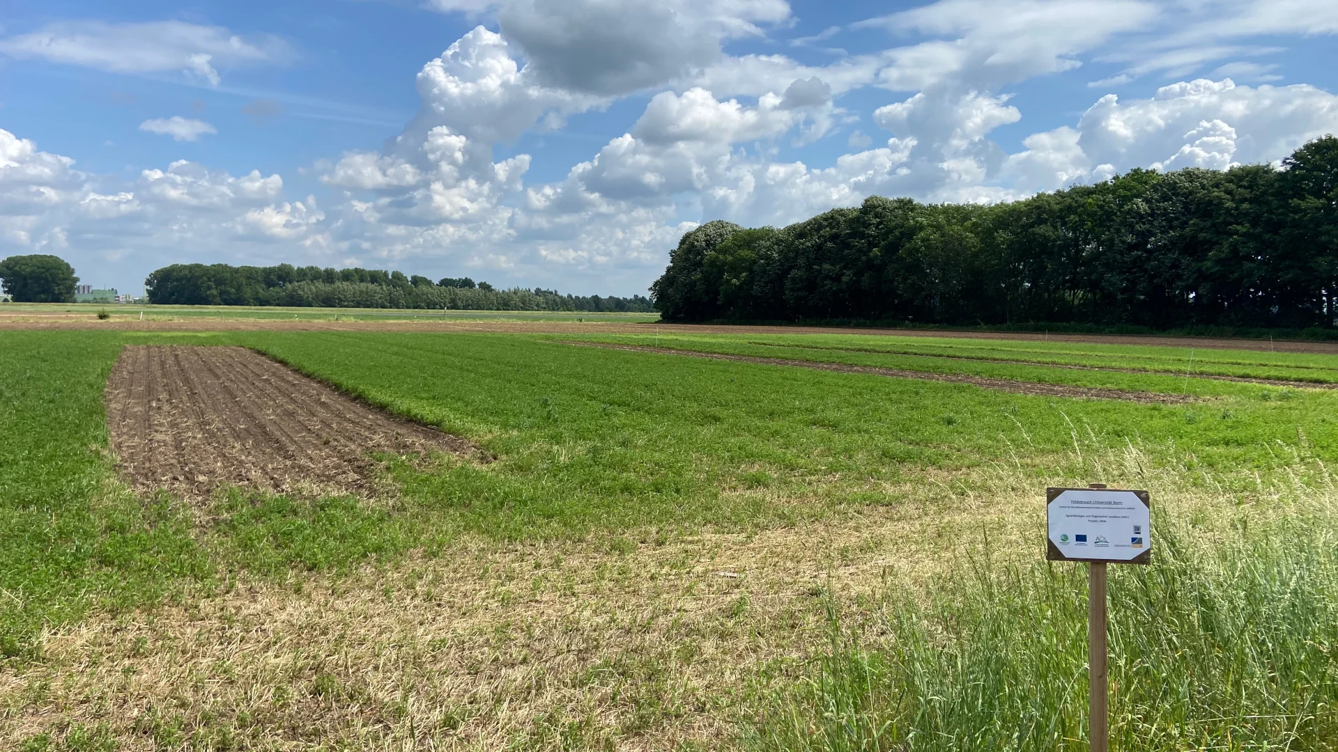 Anlage von Maisparzellen neben Luzernegras am Standort in Köln-Worringen