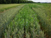 Mixed cropping (Photo T. Döring).JPG