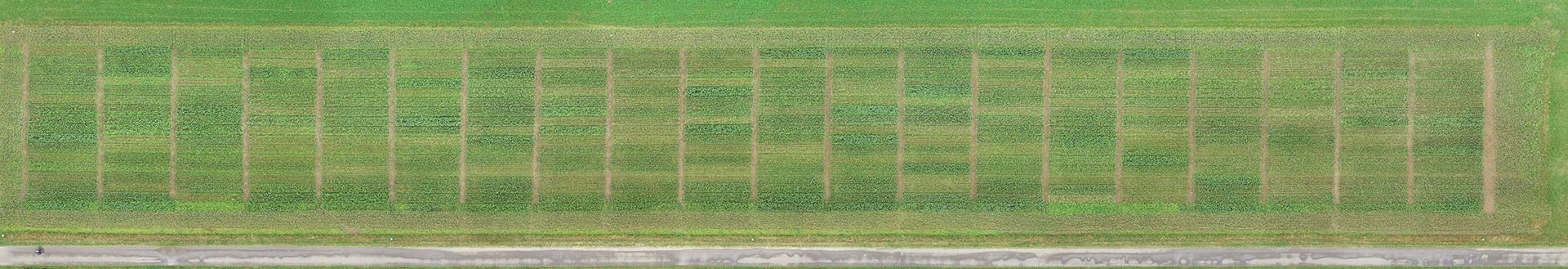 Phenorob-field-experiment.jpg